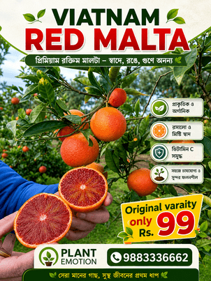 Viatnam RED MALTA