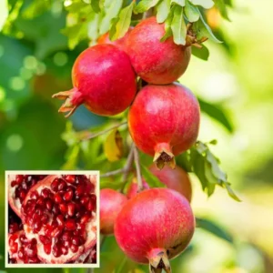 AUSTRALIAN ANAR PLANT GM