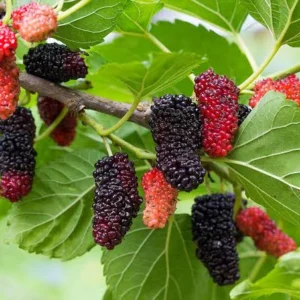 SHORT MALBERRY MOST SWEET GUTI