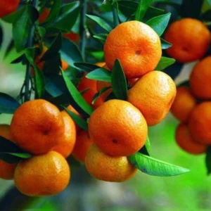 THAI 2 ORANGE GRAFTED