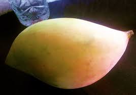 TOTAPURI MANGO GRAFTED