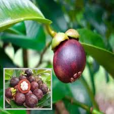 MANGOSTEEN ORIGINAL FU VARAITY