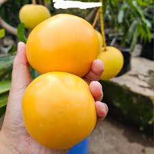 PARSEMON MANGO GRAFTED