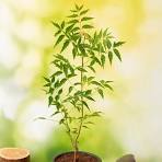 NEEM PLANT