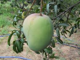 MALGOVA RARE VARAITY GRAFTED SOUTH INDIAN