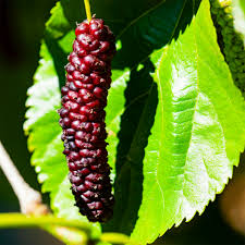 PAKISTANI MALBERRY SUPER LONG
