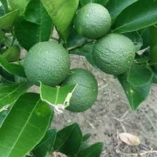 PAKISTANI MALTA GRAFTED