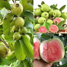 RED DAIMOND GOAVA