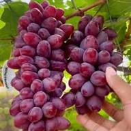 BIKUNUR GRAPE FAST FRUITING