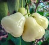 WATER APPLE DESI