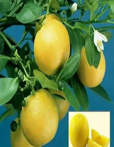 JAFFA MALTA ORIGINAL VARAITY